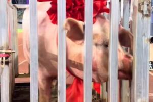 五华县文体局回应县超冠军奖励一头猪：寓意财富满满